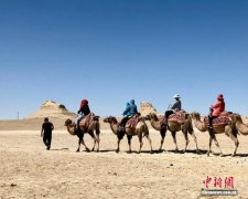 古安第斯人驯化什么骆驼？国际最新研究称是已灭绝的骆驼科支系