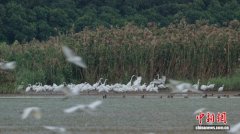 广东发布2025年第3号总林长令 全面加强鸟类保护